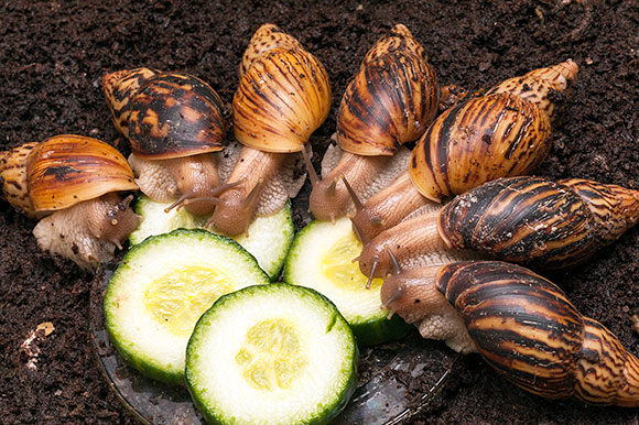 Lissachatina zanzibarica typ 2 semiadult